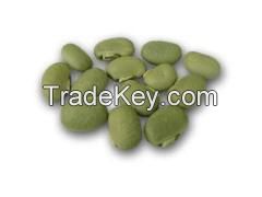 MUCUNA SEED EXTRACT