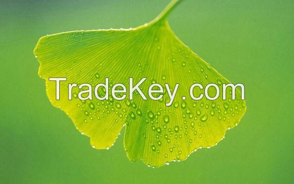 GINKGO BILOBA EXTRACT