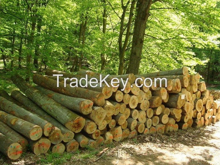 European Beech Logs