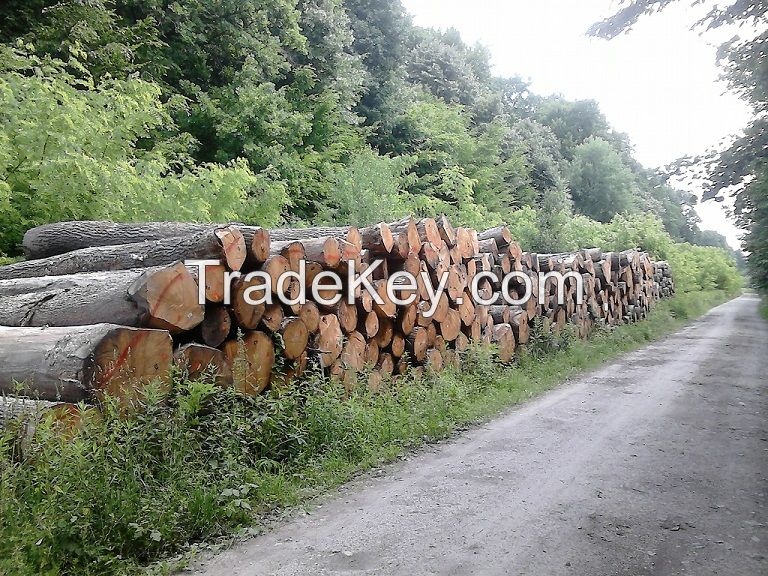 European Oak Logs