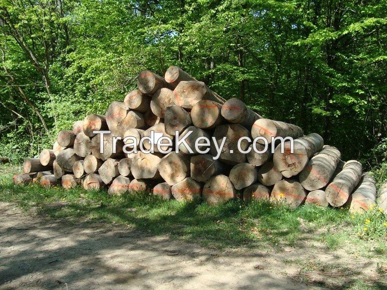 European Beech Logs F, I, II, II