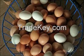 Farm eggs