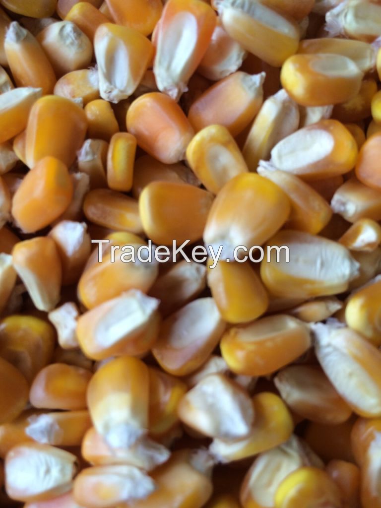Brazilian Brown Eye Beans, Cowpeas, Popcorn, Non-Corn GMO and Yellow Millet