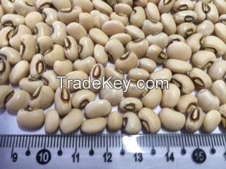 Brazilian Brown Eye Beans, Cowpeas, Popcorn, Non-Corn GMO and Yellow Millet