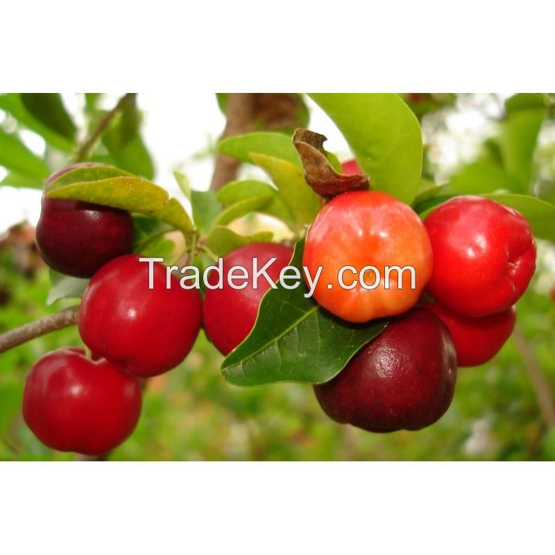 Acerola Extract Powder 17% Vc Content/ Instant Acerola Juice Powder/Sp