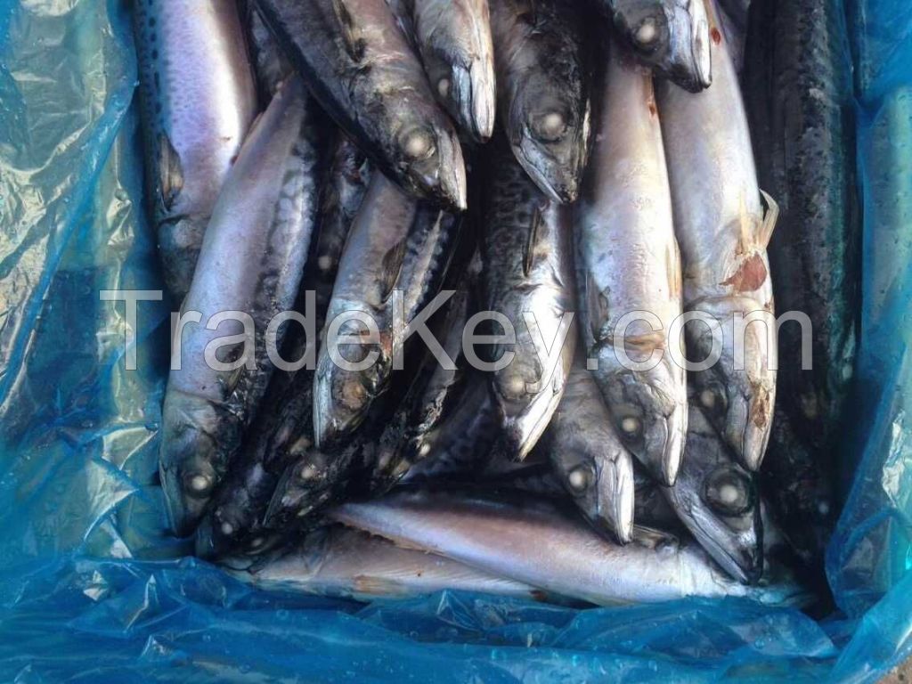 Frozen Pacific Mackerel Fish