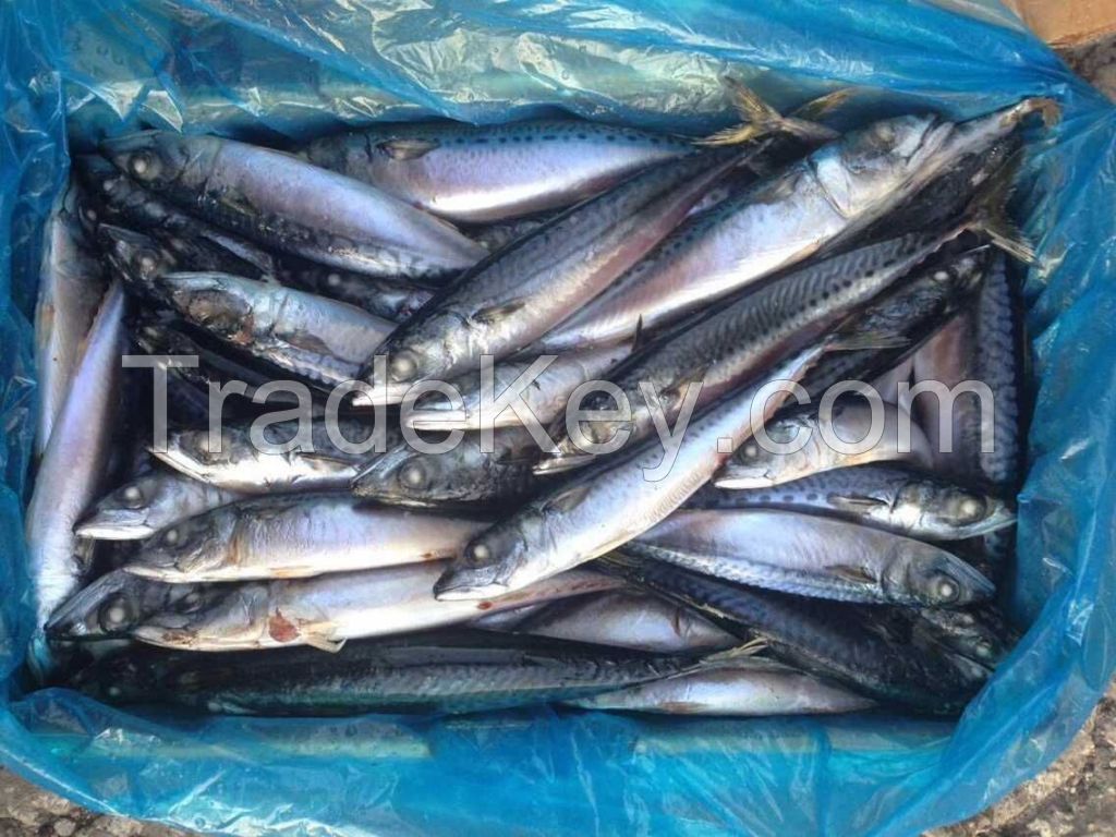 Frozen Pacific Mackerel Fish