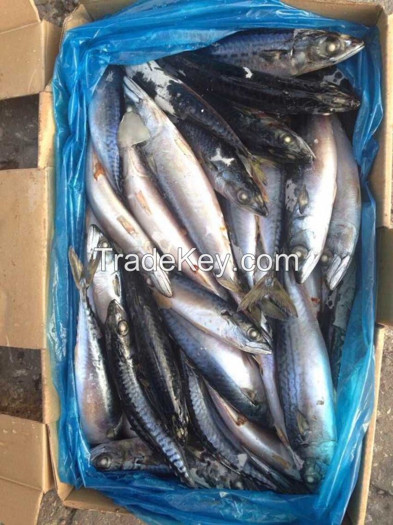 Frozen Pacific Mackerel Fish