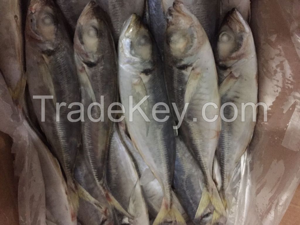 Frozen Horse Mackerel 20cm+