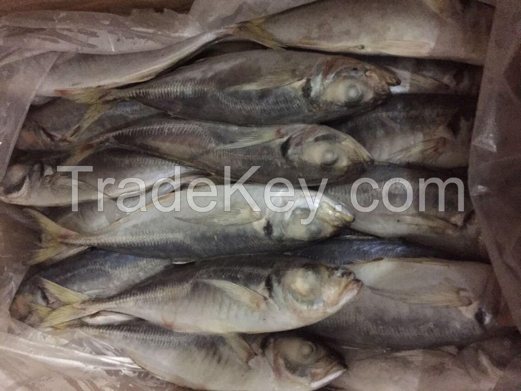 Frozen Horse Mackerel 20cm+