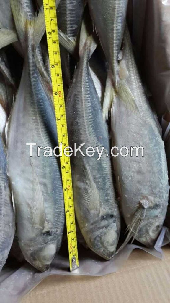 Frozen Horse Mackerel 20cm+