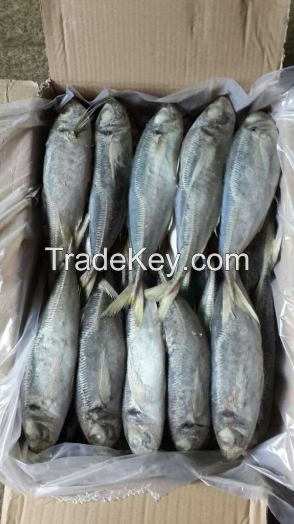 Frozen Horse Mackerel 20cm+