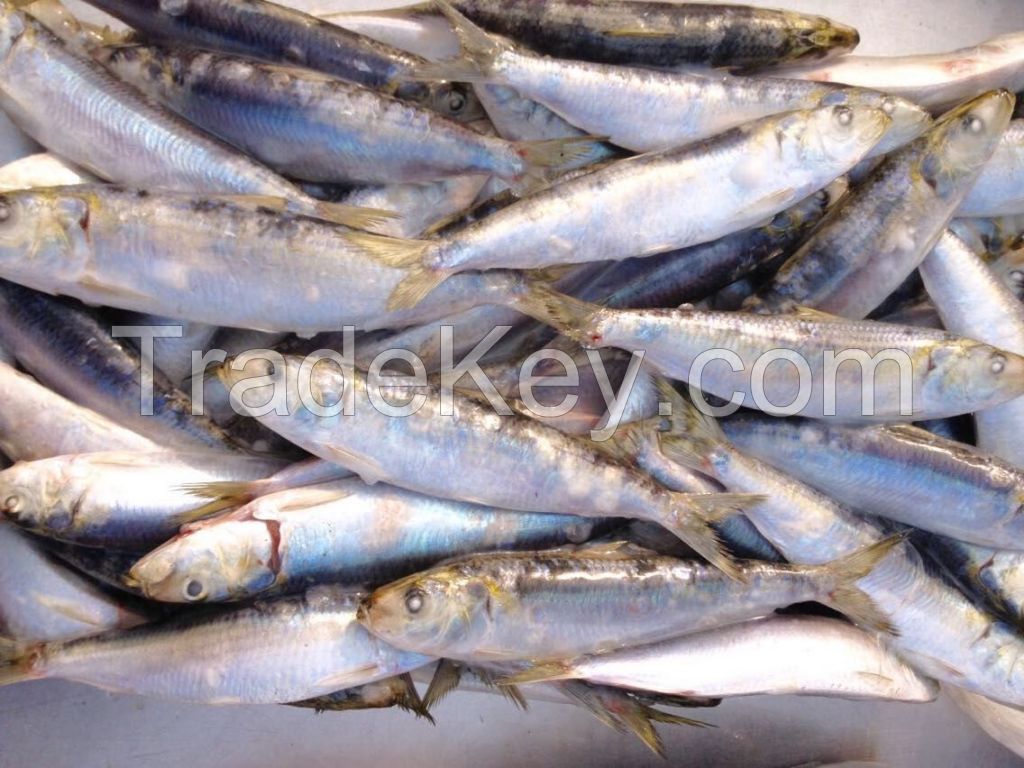 Frozen Sardines Fish