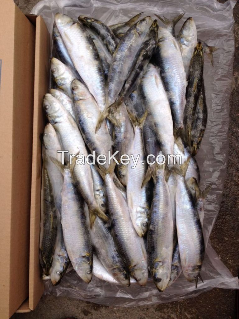 Frozen Sardines Fish