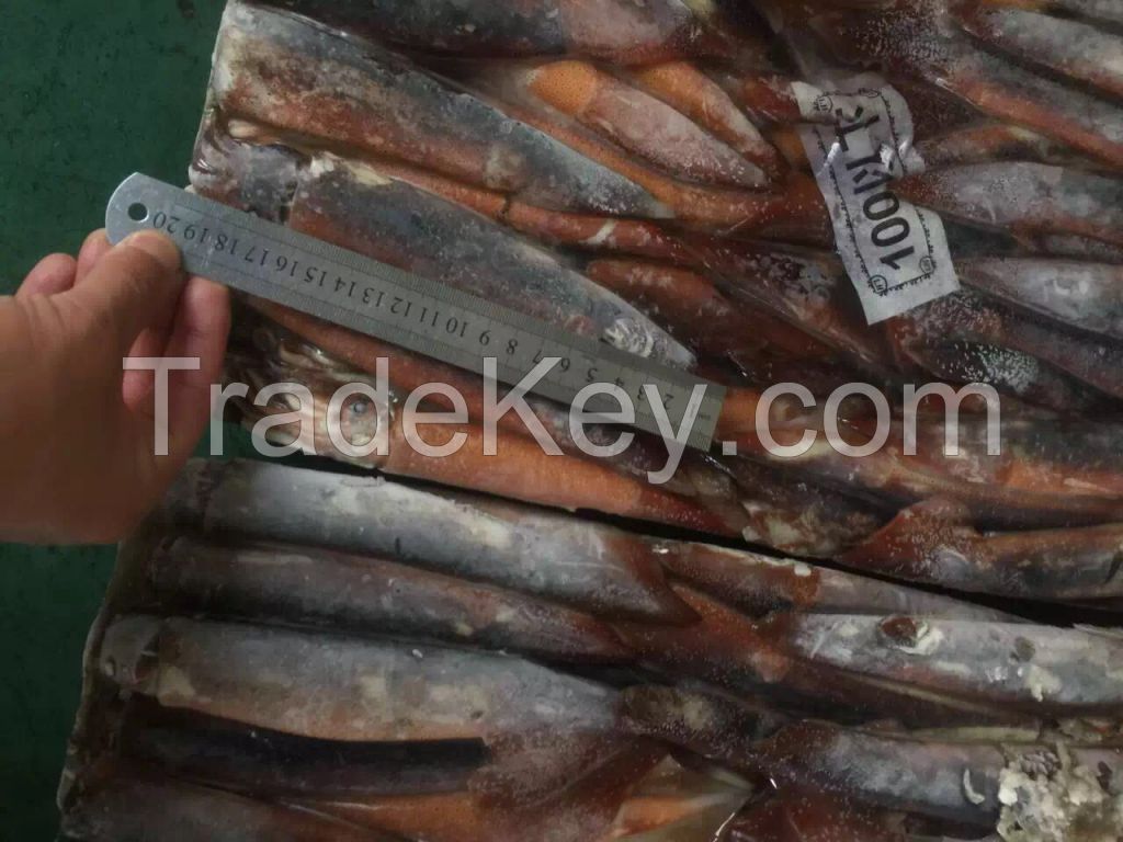 Frozen Whole Round Illex Squid