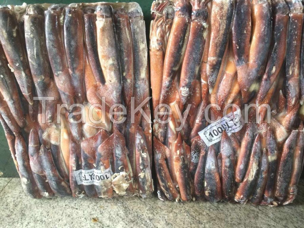 Frozen Whole Round Illex Squid