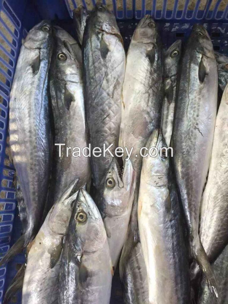 Frozen Spanish Mackerel