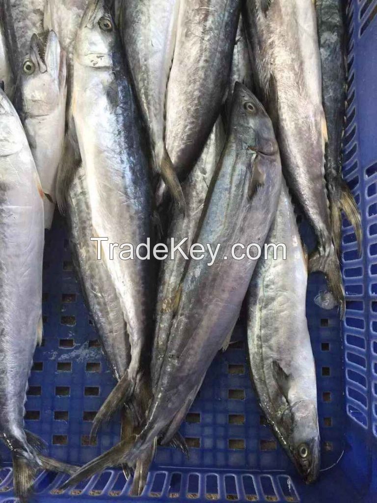 Frozen Spanish Mackerel