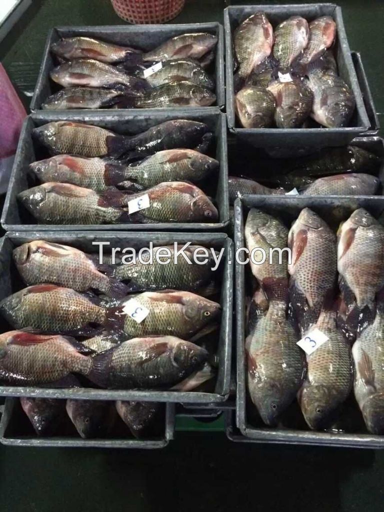 Frozen Tilapia Fish