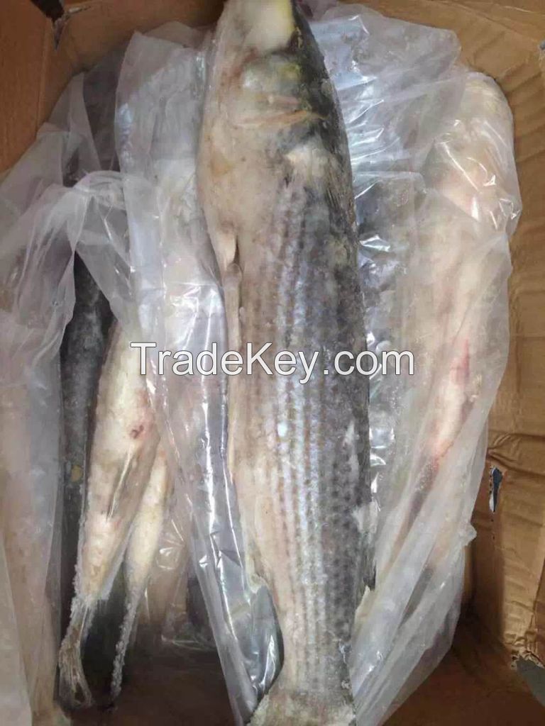 Frozen Grey Mullet Fish