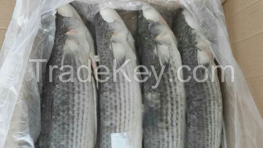 Frozen Grey Mullet Fish