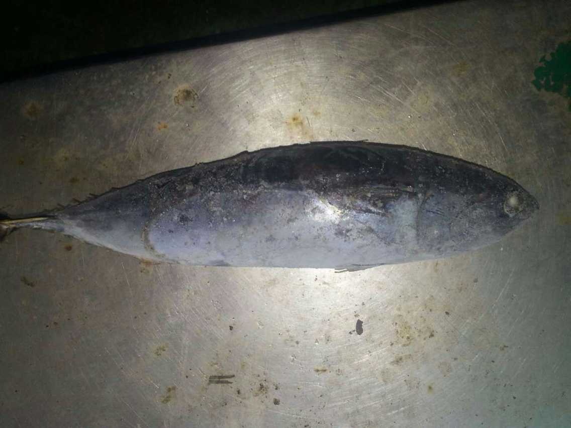 Frozen Bonito