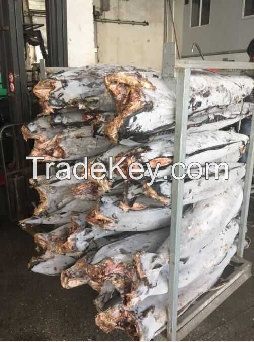 Frozen Sailfish