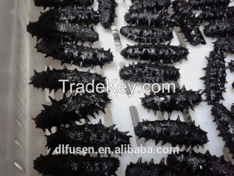 Chinese high quality prickly wild dried sea cucumber 