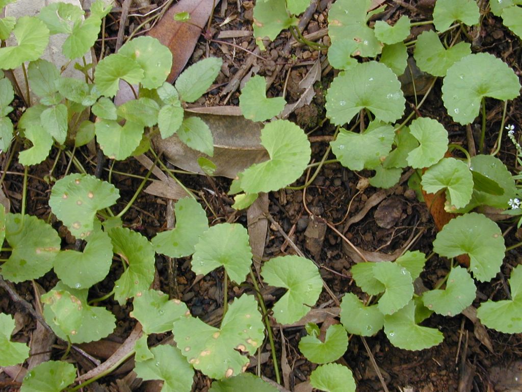 Centella Asiatica Project In Madagascar