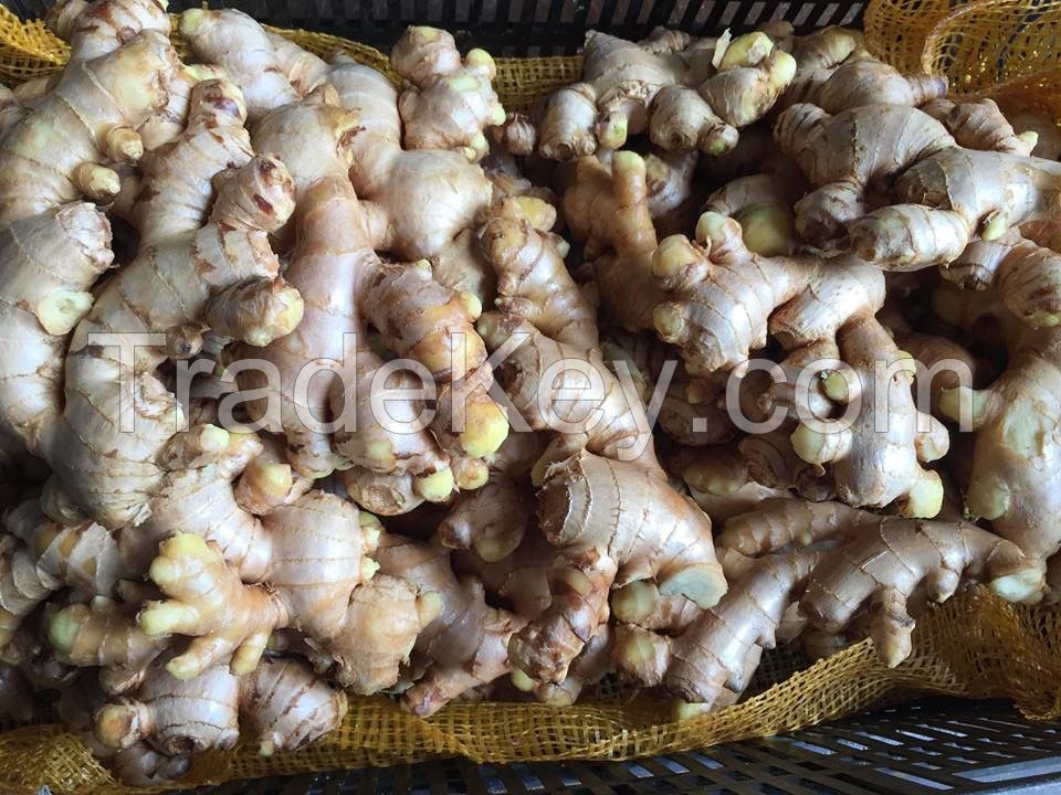 fresh ginger with bottom price, vietnam origin