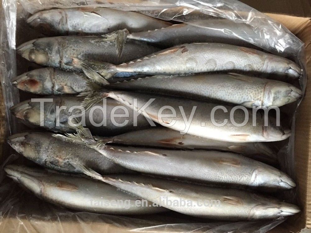 Frozen Pacific Saury Fish, Canned, Bait, Seafood