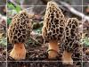 Morels (Morchella Conica)