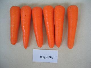 Fresh Carrot in 2007 crop