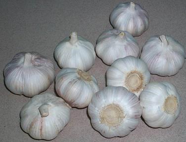 Fresh Normal White Garlic