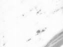Snow white M301