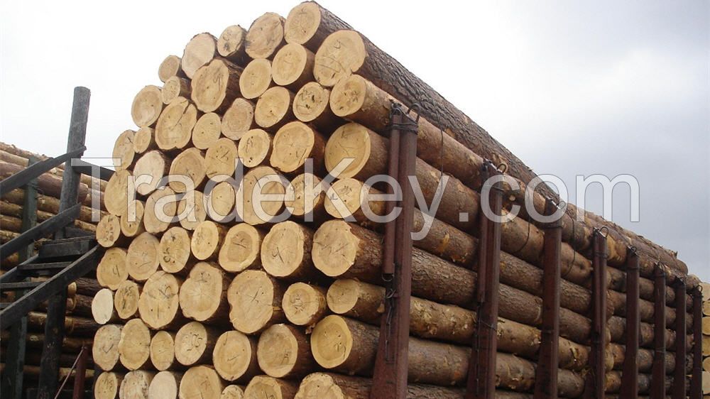  Wood logs pine, spruce