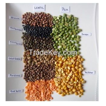 Bulk supplier of Green, Yellow And Red Lentils For Export