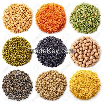 Bulk supplier of Green, Yellow And Red Lentils For Export