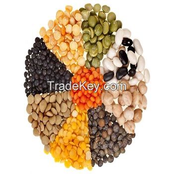 Bulk supplier of Green, Yellow And Red Lentils For Export