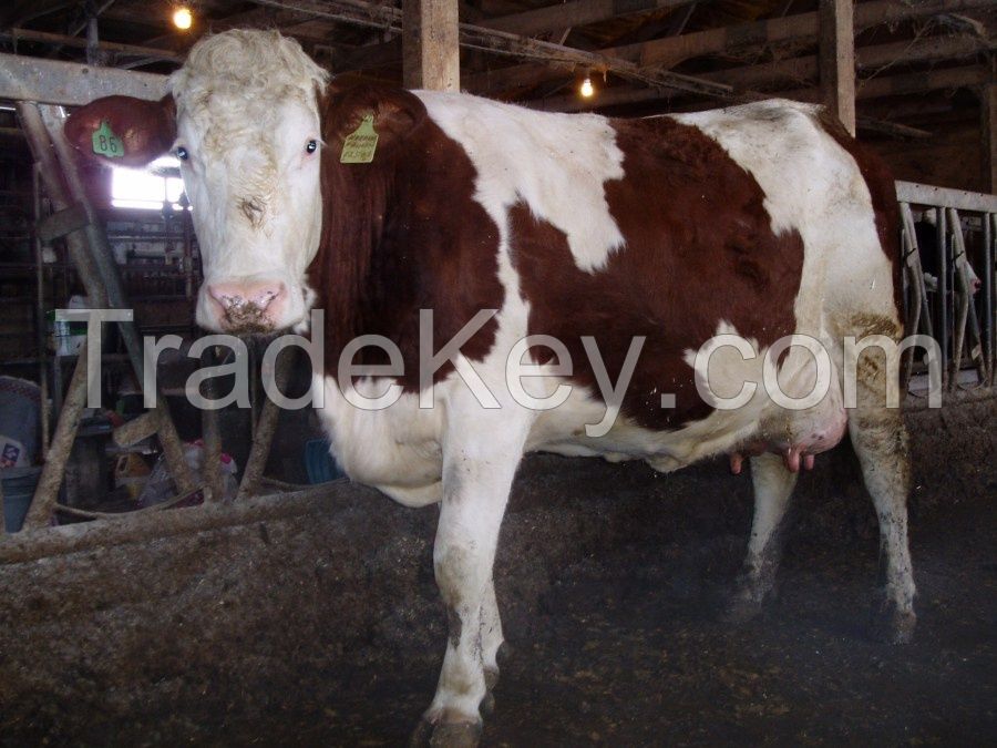 Holstein Frisian cows and heifers for sale
