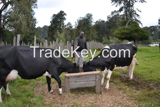 Live Dairy Cows / Pregnant Holstein Heifers /Full Blood Boer Goats greate