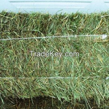 Oats Hay Animal Feed