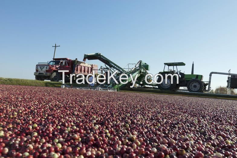 Dried Cranberry (half cut)