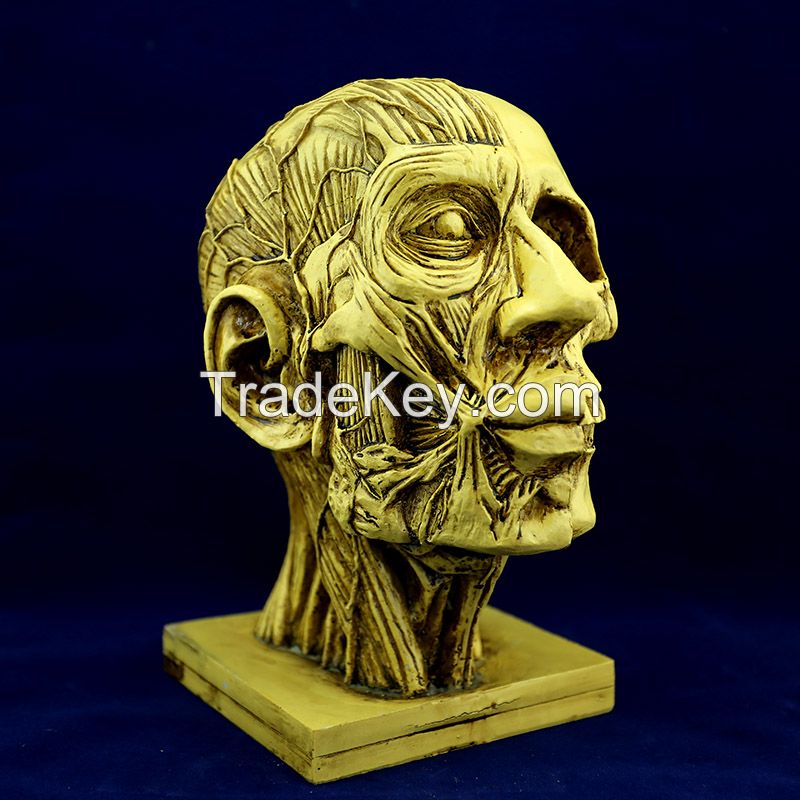 high quality yellow color human skull for Halloween decoration