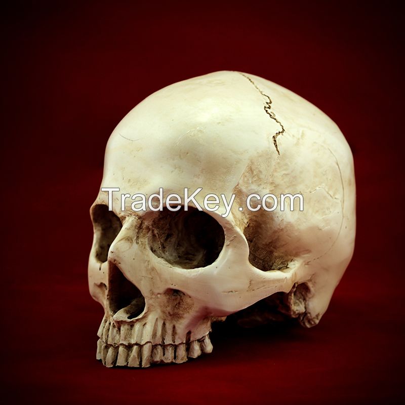 1:1 human replica skull model for Halloween decoration