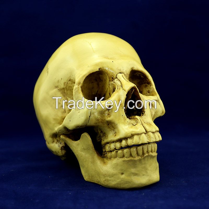 high quality yellow color 1:1 replica human skull for Halloween decoration