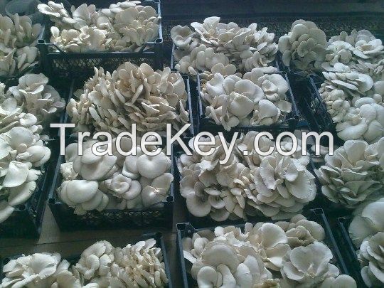 100% Organic Oyster Mushroom