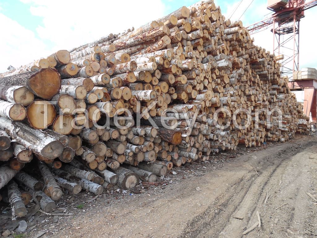 Siberian birch logs