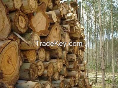 Utility poles, Building poles, Fencing poles, Guard rail poles, Thatching poles, Taths & Droppers poles (CCA treated and SABS approved) For Sale