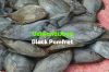 Fresh Chilled Black Po...